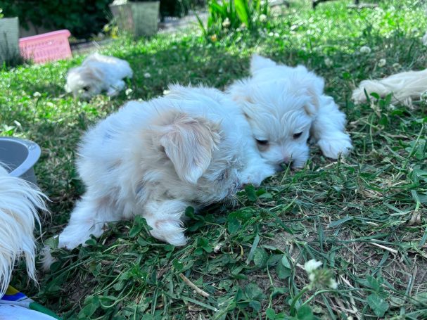 Tammy und Sammy Zwei kleine, weiße Welpen spielen und schnüffeln im Gras.