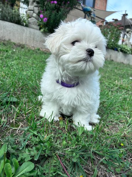 Weißer, flauschiger Welpe sitzt auf grünem Rasen mit leicht erhobenem Kopf.