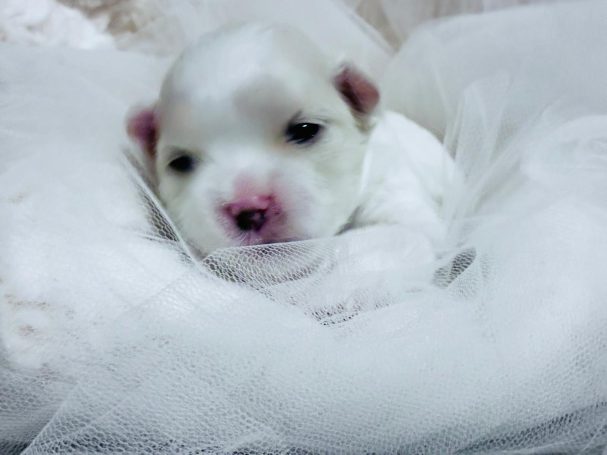 Weißes Welpen mit rosa Nase, eingekuschelt in weißen Stoff.