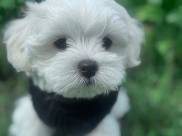 Weißes Hündchen mit flauschigem Fell, trägt einen schwarzen Pullover, vor grünem Hintergrund.