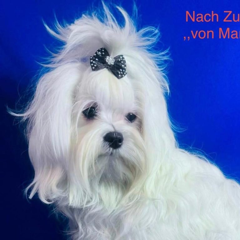 Weiße Hündin mit Locken und schwarzem Haarband, auf blauem Hintergrund.