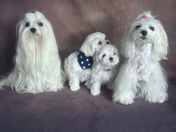 Vier Malteser-Hunde, einer mit blauer Paillettenjacke, auf weichem Hintergrund.