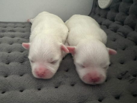 Zwei neugeborene, weiße Welpen liegen nebeneinander auf einem grauen Kissen.