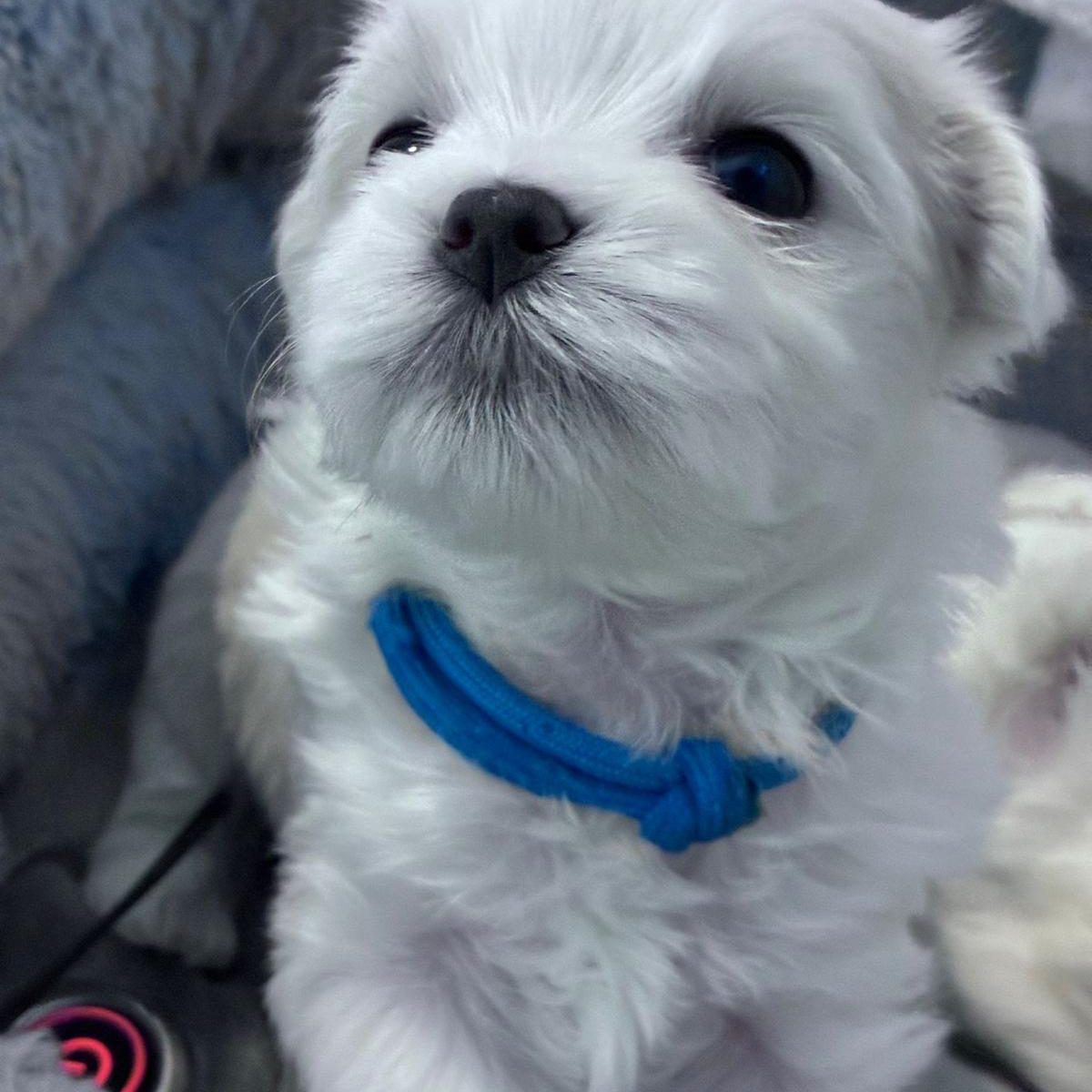 Weißer, flauschiger Hund mit langen Haaren, sitzt auf einem grauen Kissen.