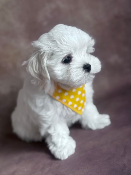 Weißer Welpe mit gelbem Halstuch mit weißen Punkten.