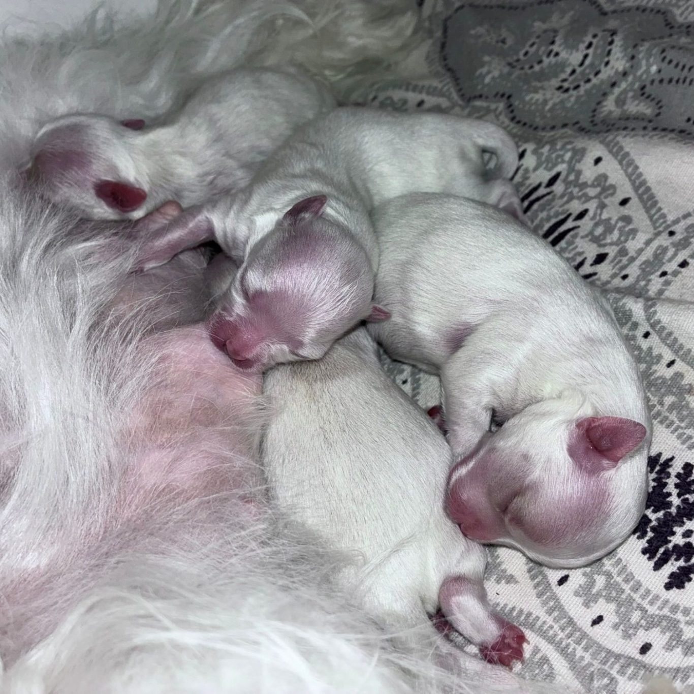 Zwei schlafende weiße Malteser Welpen liegen auf einem grauen Kissen.