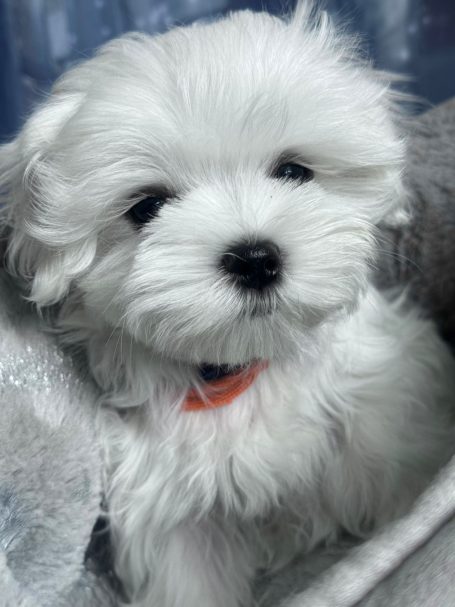 Wuscheliger weißer Welpe mit süßem Gesicht und orangefarbenem Halsband.