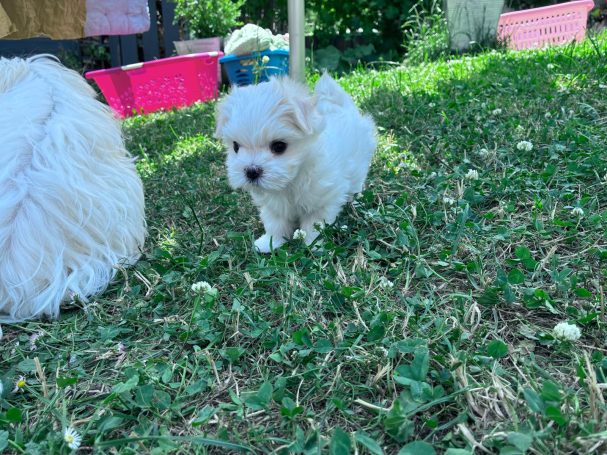 Poppy Ein kleines, weißes Welpen auf grünem Gras, mit leicht geflecktem Fell.