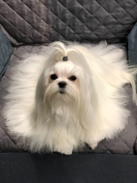 Shiva of the white magic Weißer, flauschiger Hund mit langen Haaren sitzt auf einem gepolsterten Sofa.