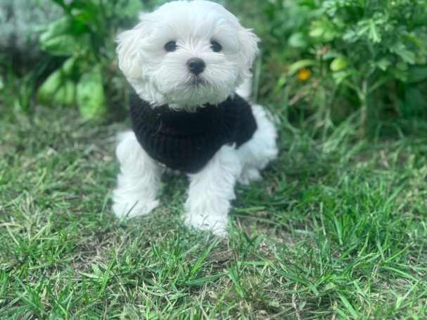 Kleiner, weißer Hund mit schwarzem Pullover, sitzt auf grünem Gras.