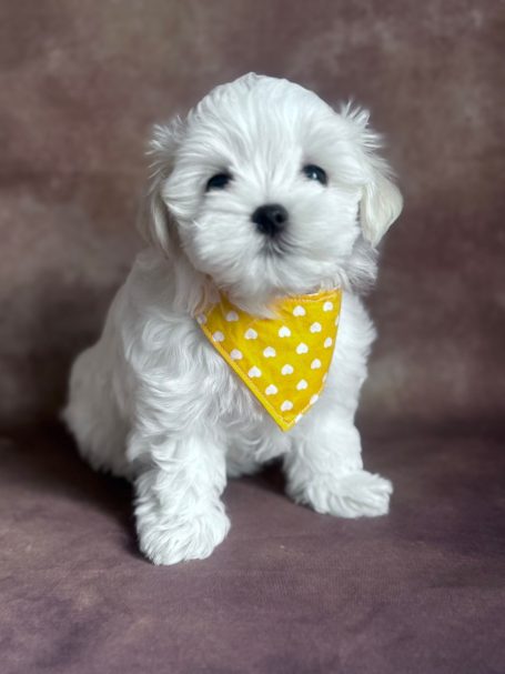 Weißer Welpe mit gelbem Halstuch mit weißen Punkten sitzt auf einem braunen Hintergrund.