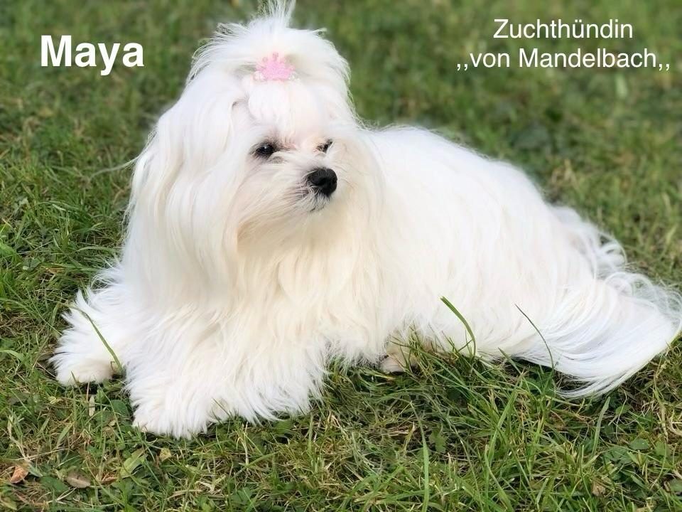 Weiße Hündin mit pinkem Haarband, liegt entspannt auf grünem Gras.