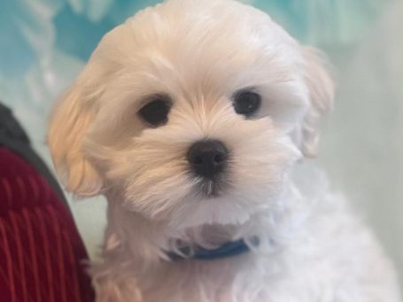 Weißer, flauschiger Welpe mit schwarzen Augen und kleiner Schnauze.