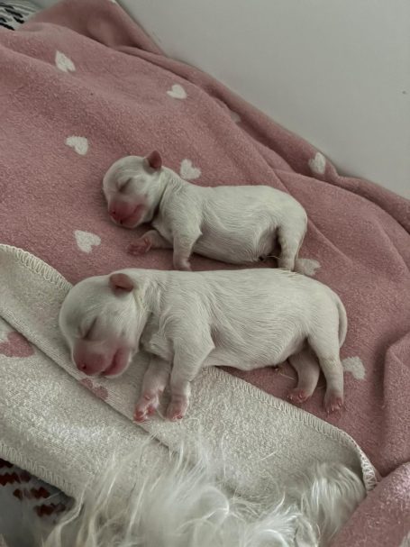 Zwei neugeborene, weiße Welpen, die auf einem rosa Decke schlafen.