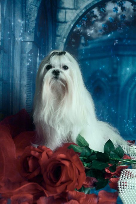 Realfairy Aelrindel (Thanos) Weißer Hund mit langem Fell vor rosen und blauem Hintergrund.