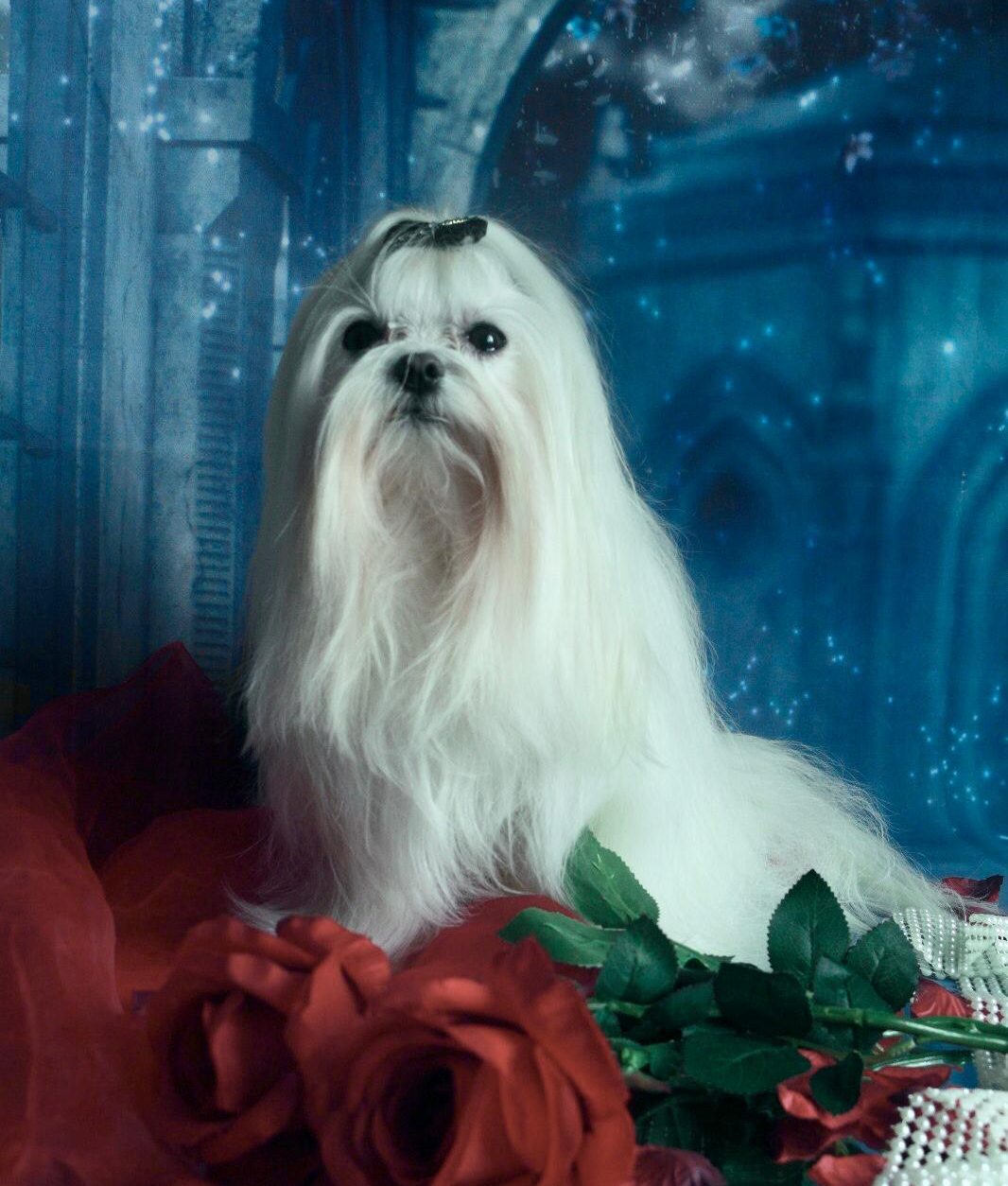 Heller, flauschiger Hund mit langen Haaren, sitzend auf roten Rosen.