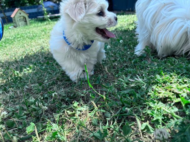Sammy Kleiner, grauer Hund mit blauem Halsband steht auf grünem Gras.