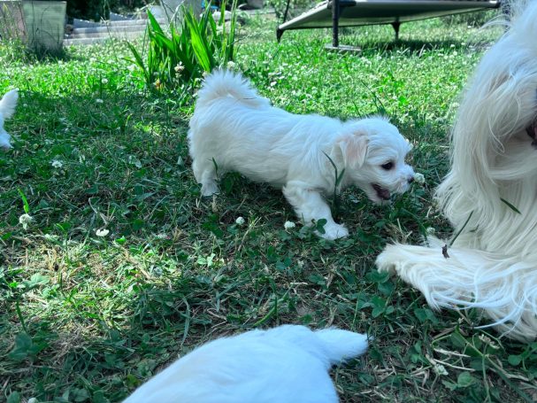 Tammy Ein kleiner, weißer Hundewelpe spielt im Gras neben einem größeren weißen Hund.