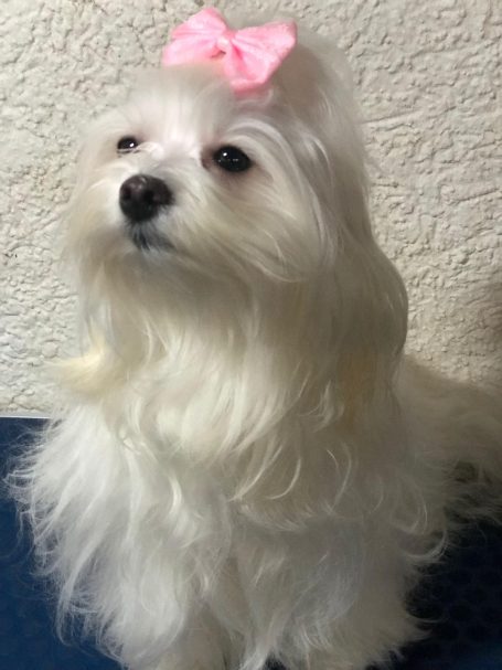 Misi Tulipan Ein weißer Hund mit langen Haaren und einem rosa Schleifenhaarband.