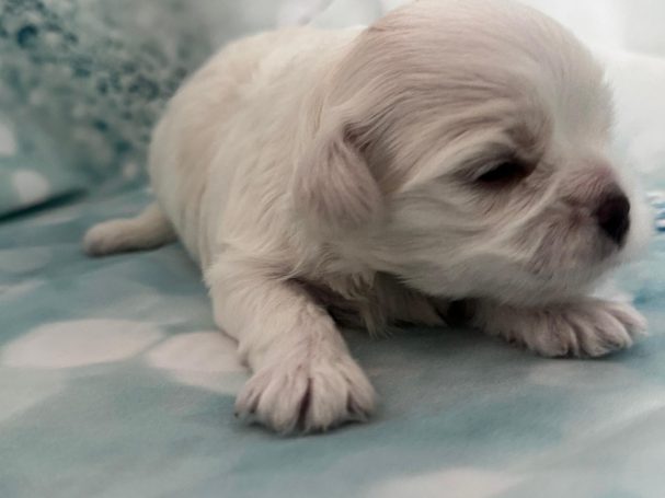 Ein kleiner, weißer Welpe liegt auf einem blauen, gepunkteten Untergrund.