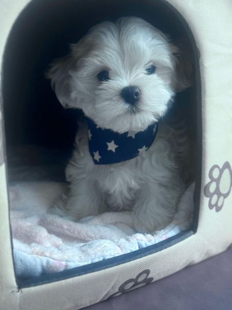 Kleiner, flauschiger Welpe in einem Hundebett mit blauer Sterne-Schleife.