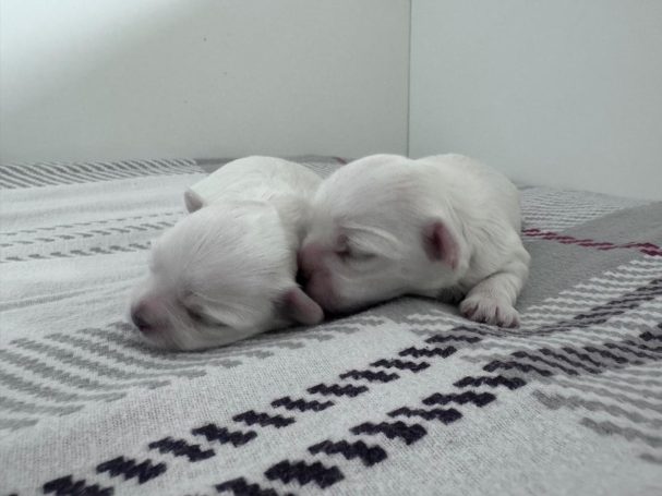 Zwei neugeborene, weiße Welpen liegen eng zusammen auf einem grau-weißen Tuch.