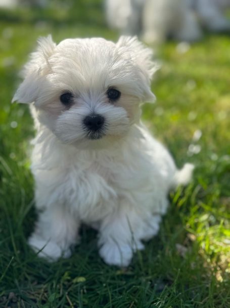Ein kleiner, flauschiger, weißer Welpe mit großen, schwarzen Augen auf grünem Gras.