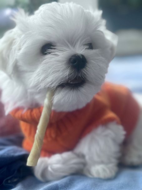 Schöner weißer Hund in orangefarbener Kleidung, hält einen Snack im Mund.