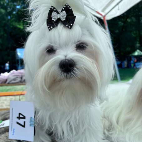 Weiße Hündin mit Schleife, schaut in die Kamera, Teilnehmernummer 47.