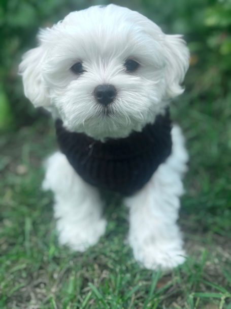 Weißer Welpe in einem schwarzen Pullover sitzt auf grünem Gras.