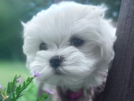 Ein kleiner, weißer Hund mit flauschigem Fell und neugierigem Blick.