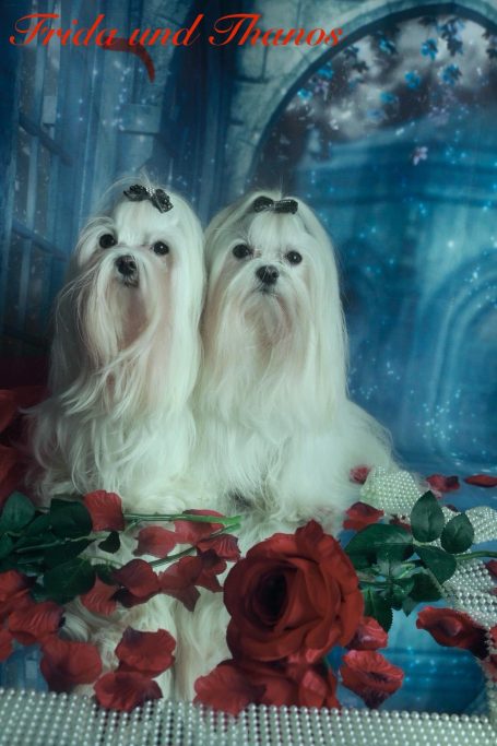 Zwei weiße Hunden vor einem blauen Hintergrund mit roten Rosen.