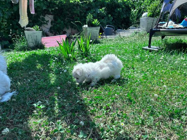 Mia Weißer Hund läuft im Gras in einem Garten, mit Pflanzen und Sitzmöbeln im Hintergrund.