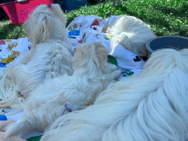 Vier weiße Hunde liegen auf einer bunten Decke im Gras.