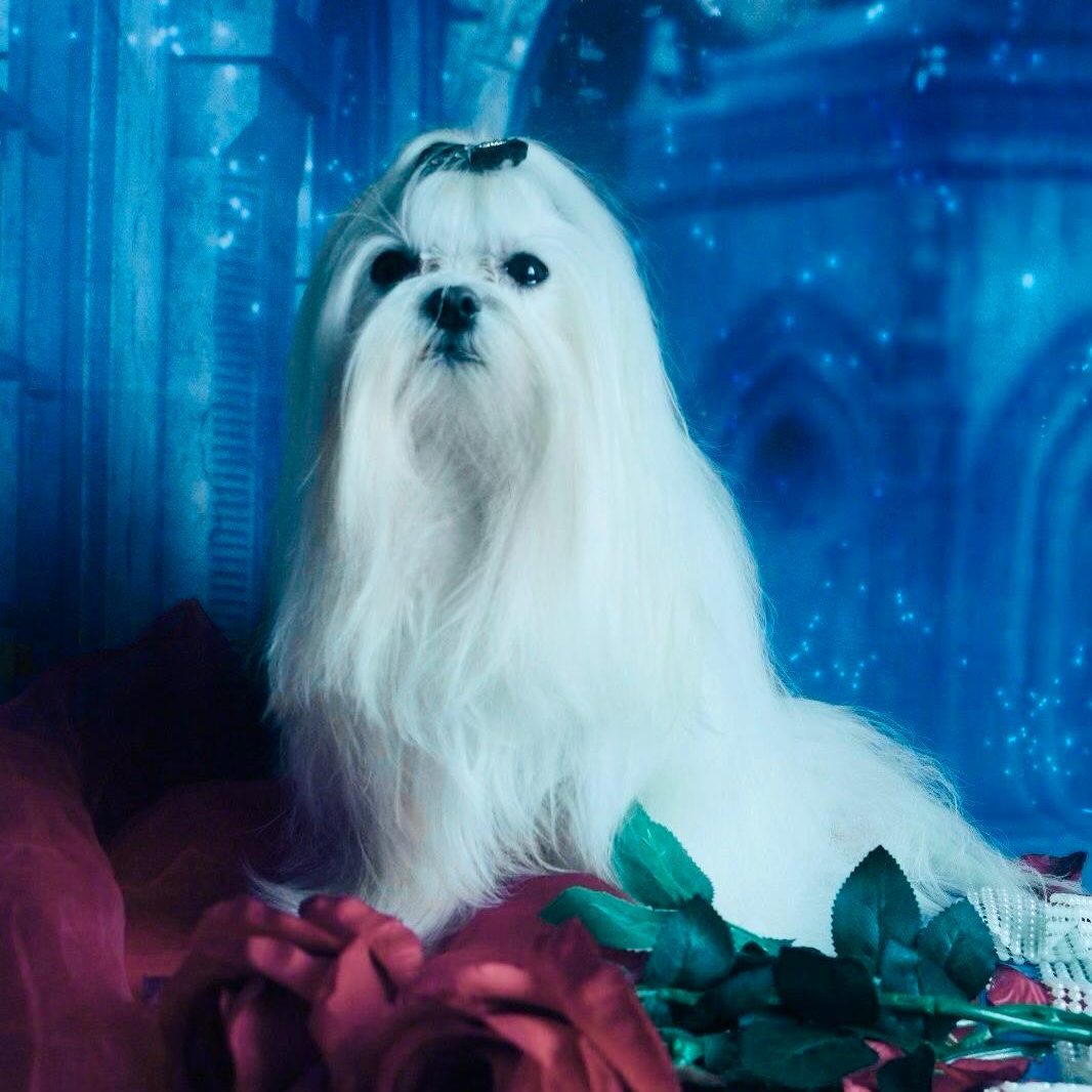 Ein weißer Hund mit langem Fell sitzt vor einem blauen Hintergrund und rotem Stoff.