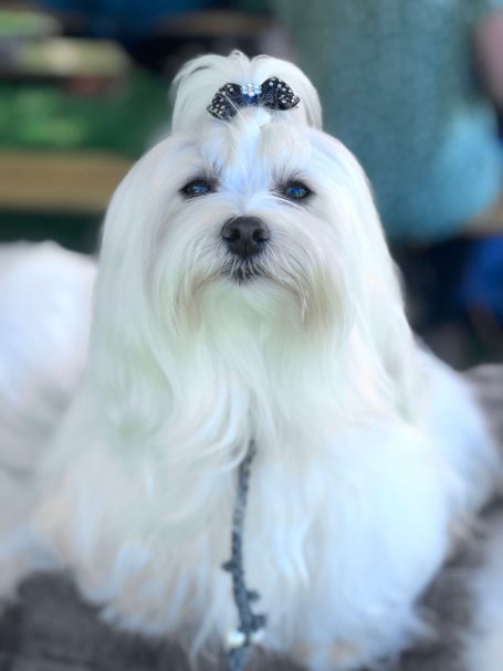 Ein eleganter, weißer Hund mit langem Fell und einer Schleife auf dem Kopf.