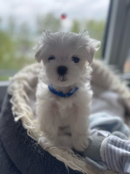 Ein kleiner, weißer Welpe mit lockigem Fell sitzt in einem Hundebett.