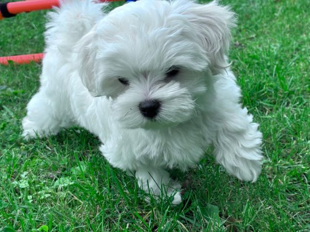 Ein kleiner, flauschiger, weißer Welpe läuft über das grüne Gras.