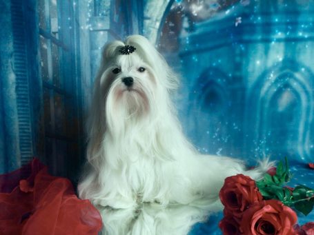 Weißer Hund mit langem Fell sitzt vor einer blauen Kulisse und roten Rosen.