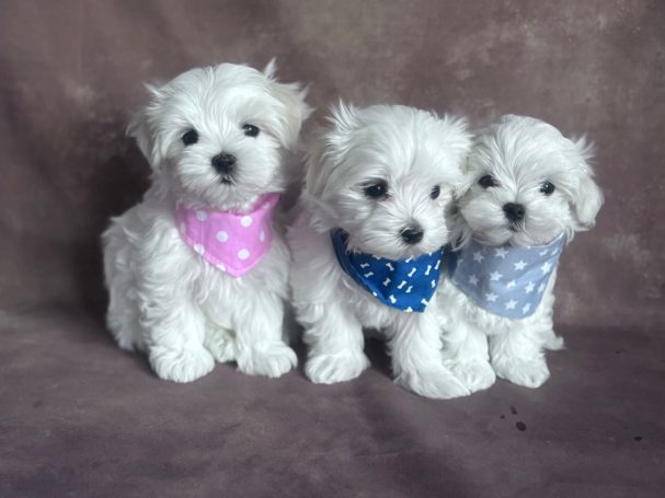Drei kleine, flauschige Hündchen mit bunten Halstüchern sitzen nebeneinander.