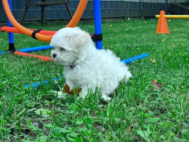 Kleiner, weißer Hund sitzt auf dem Gras neben einem Trainingsspielzeug.