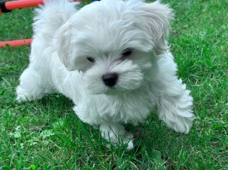 Ein kleiner, flauschiger, weißer Hund läuft über das Gras.