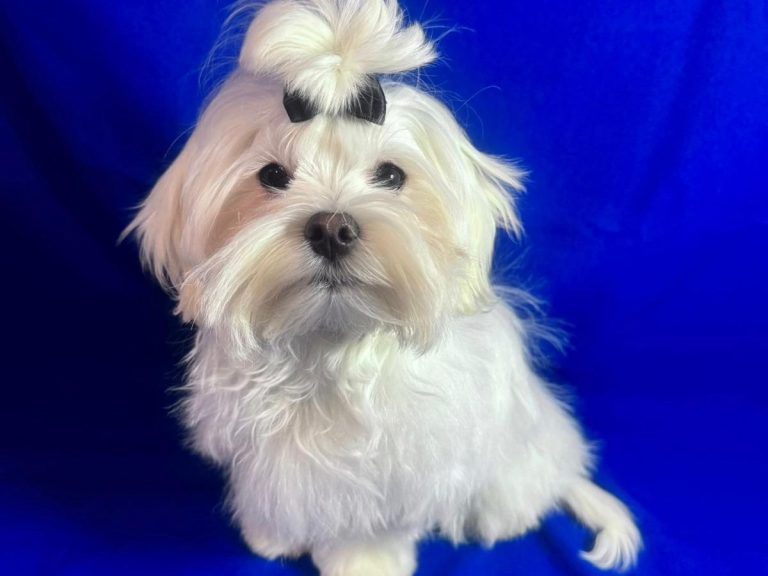 Helle, flauschige Hund mit einem Haarknoten auf dem Kopf vor blauem Hintergrund.