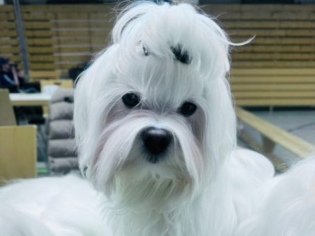 Weißer Hund mit flauschigem Fell und großen, schwarzen Augen, umgeben von Blumen.